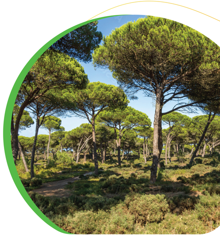 Linha Tesouraria PDR2020