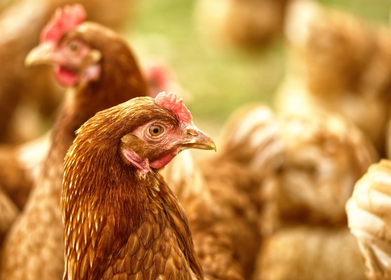 Politécnico de Coimbra estuda utilização de galinhas no controle de infestantes na agricultura biológica