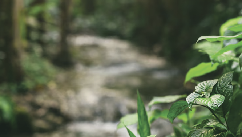 Plano de Intervenção para a Floresta 2025-2050