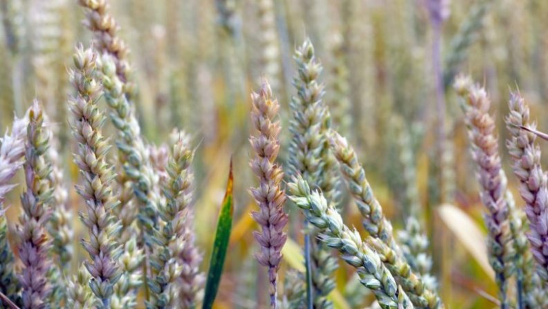 Investigação americana utiliza IA para combater fusariose